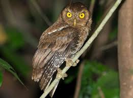 Maybe you would like to learn more about one of these? Daftar Harga Burung Hantu Berdasarkan Jenis 2021