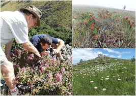 Image result for Micrococca capensis