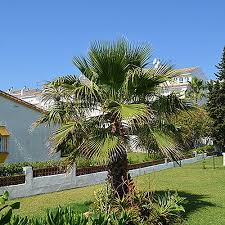 This palm is native to the desert mountain valleys and canyons of sonora and baja mexico. Washingtonia Robusta Cotton Palm In 20cm Pot 1m Tall