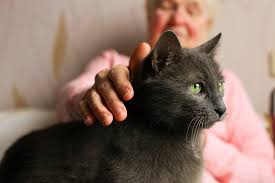 Maybe you would like to learn more about one of these? 13 Best Cat Breeds For Seniors Elderly With Pictures Excited Cats