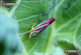 No need to register, buy now! Candy Striped Leafhopper Graphocephala Coccinea