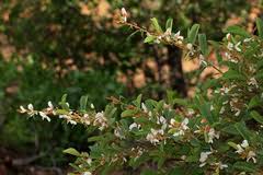 Image result for Baphia massaiensis