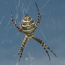 Black And Yellow Striped Spider Banded Garden Spider Spider Pictures Spider Identification Spider