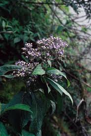 Image result for Hyparrhenia dichroa