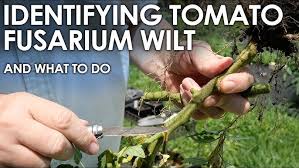 Image result for tomato seedling fusarium wilt