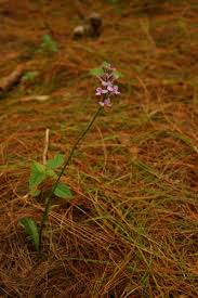 Image result for Cynorkis kassneriana