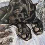 CoCA Member Directory