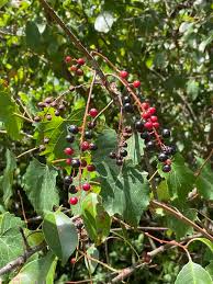 Image result for Prunus serotina