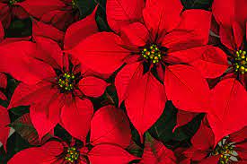 How To Grow Christmas Poinsettias A Country Garden Journal