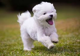 Maltese Terrier Bikopek Com