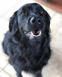 Vet Recommended Pet Products At Low Prices Alpha Paw Golden Retriever Lab Mix Golden Retriever Lab Labrador Retriever Facts