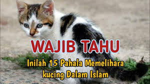 Dan kucing ini sangat penurut apabila digendong oleh pemiliknya bulu pada himalaya ini memiliki bulu yang relatif lebat dan juga panjang, dan biasanya berwarna putih dengan corak hitam pada bagian wajah dan. Inilah 15 Pahala Dan Manfaat Memelihara Kucing Dalam Islam Youtube