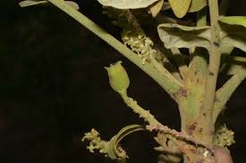 Image result for Lannea virgata