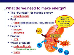 Pogil answer key cellular respiration : Custom Essay Amazonia Fiocruz Br