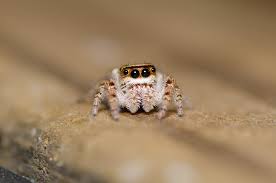 We did not find results for: Today 10 10 Is International Jumping Spider Day Post Your Cutest Jumpers Spiders