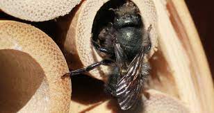 Rearing mason bees to use on small patches of plants ensures your plants are well pollinated. Bee Houses 101 Where To Buy How To Use Them 2021 Bird Watching Hq