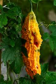 Image result for Momordica cardiospermoides