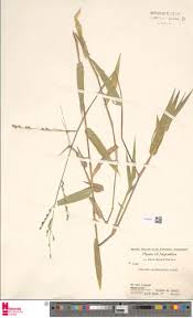 Image result for Acroceras zizanioides