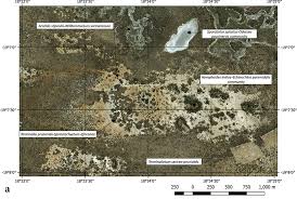 Image result for Danthoniopsis dinteri