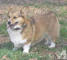 The welsh corgi is a loving and affectionate breed who will be a puppy at heart for its entire life. Pin On Corgi