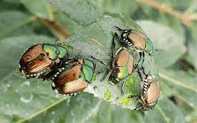 How To Get Rid Of Japanese Beetles Grass Pad