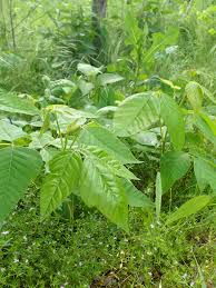 The saying at my house is, if matt doesn't have poison ivy, it's not summer. my teenage brain made the logical leap that if chlorine helped a little, clorox would help a lot. Poison Ivy 101 Symptoms Treatments Prevention Medical Associates Of Northwest Arkansas