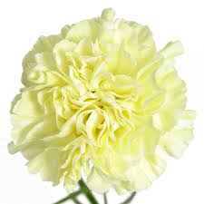 Light Yellow Carnation Yellow Carnations Carnations Carnation Wedding