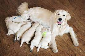 One puppy may already be too much for a dog. So You Want To Breed Your First Dog Litter Read This First