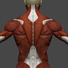 If you'd like to support us and get something great in return, check out the former two groups, superficial and intermediate, are referred to as the extrinsic back muscles. Back Muscles Anatomy Reference Novocom Top