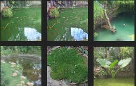 Selain itu ikan patinpun tidak memerlukan kondisi yang khusus, ikan patin sangat mudah beradaptasi dengan. Umpan Ikan Patin Kolam Air Hijau Rajaumpan Com 2021