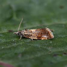 Image result for Telechrysis tripuncta