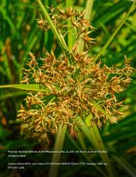 Image result for Cyperus esculentus