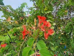 Image result for Bauhinia galpinii