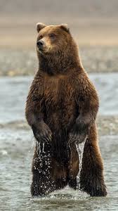 Maybe you would like to learn more about one of these? Animal Bear Mobile Abyss