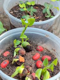 Image result for Priva flabelliformis