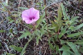 Image result for Ipomoea oenotherae