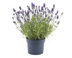 Künstliche sukkulenten pflanzen lavendel kunstpflanzen töpfen tischdeko garten. Lavendel Floraself Lavandula Angustifolia Felice H 20 30 Cm Co 2 L Bei Hornbach Kaufen