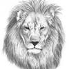 Realistic lion coloring pages for adults. 1