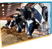 Uso de la monensina en la vaca de leche: una historia con ...