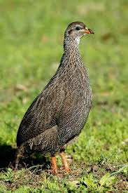 Birds Of South Africa Pictures And Names John Kormendy South Africa Birds South African Birds Pet Birds Pretty Birds