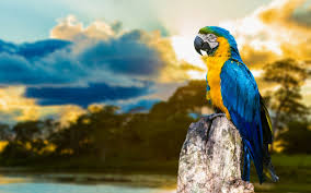 Home page top wallpapers girls landscapes abstract and graphics fantasy creativeanimals world seasons flowers city and architecture holidays carshouse and comfort food & drink movies texture cartoons computer games minimalismlove and romance macro music space motorcycles birds. Wallpaper Blue And Gold Macaw Parrot Images