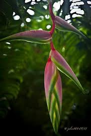 Heliconia Bird Of Paradise Plant Varieties Pin On Flowers