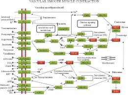 Can anyone find me a label diagram of a smooth muscle cell? Figure 6 From Jelly Protein 1 Associated With Anti Hypertension Activity In Mouse Vascular Smooth Muscle Cells Semantic Scholar