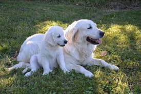 Do Adult Dogs Still Recognize Their Mothers Psychology Today United Kingdom