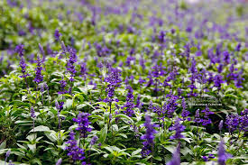 Part of vlog family bintang ara to cameron highland*family vacation*location : Cameron Lavender Garden Cameron Highlands Malaysian Flavours
