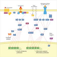 Mitogen Activated Protein Kinase Mapk Life Technologies Biochemistry Protein Kinase Plant Science