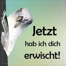Ich Habe Augen Wie Eine Mowe Ich Sehe Alles Ostsee Urlaub Mowe Witzig Lustig Spruch Uberraschung Mit Bildern Urlaub Lustig Grussbilder Ostsee