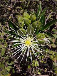 Image result for Maerua cafra