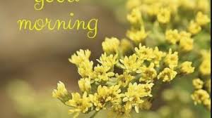 Here you can download good morning flowers images photos pictures for whatsapp dp, whatsapp status, facebook status, messenger story, telegrams, and instagram. Good Morning Flowers Good Morning With Flower Images Photos Pictures The State
