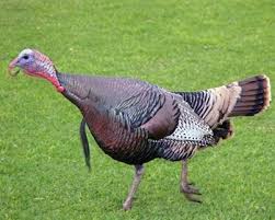 Selain lebih besar daging kalkun juga jarangnya konsumsi telur kalkun karena memang kalkun tidak bertelur sesering ayam biasa. Cara Ternak Ayam Petelur Ayam Ketawa Ayam Mutiara Dan Kalkun Diedit Com